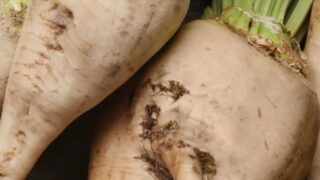 설탕, 참지 말고 바꾸세요! 장내 유익균을 살리는 홋카이도 천연 올리고당 ‘텐사이(비트)’의 비밀