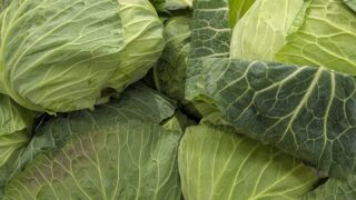양배추 세척 논쟁 종결! 농부가 알려주는 안 씻어도 되는 과학적인 이유